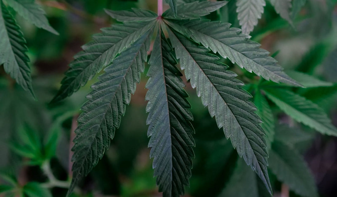 Cannabis Kaliummangel: Symptome, Behandlung & Prävention