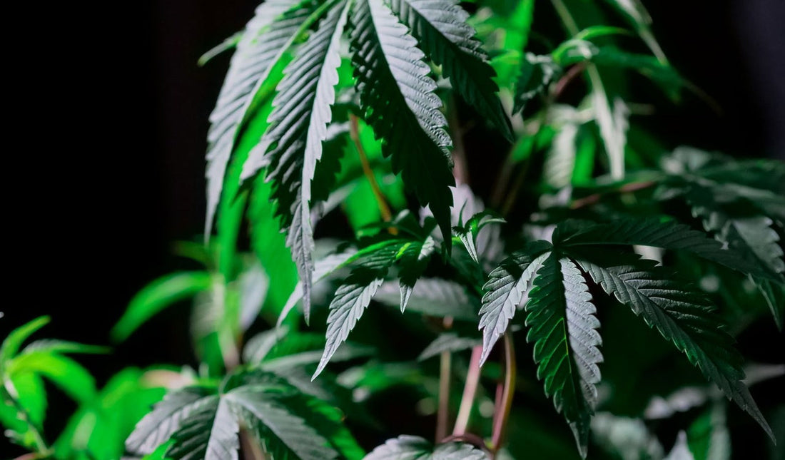 Cannabis Magnesiummangel: Warum deine Pflanzen trotz Dünger hungern