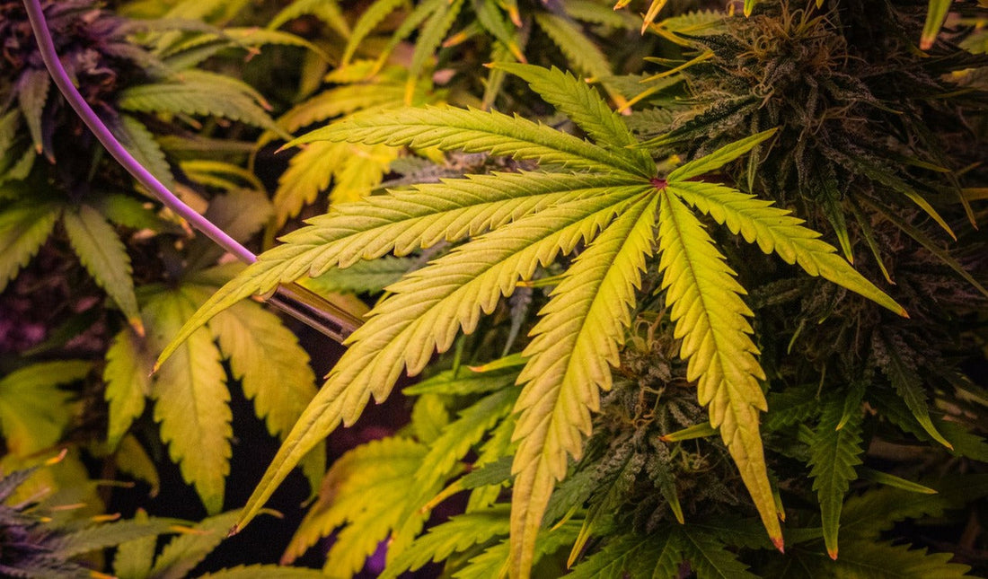 Cannabis Mangelerscheinungen: Makro und Mikro deuten und behandeln