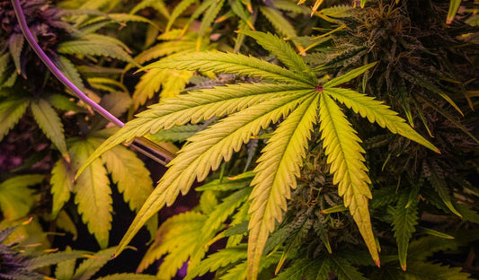 Cannabis Mangelerscheinungen: Makro und Mikro deuten und behandeln