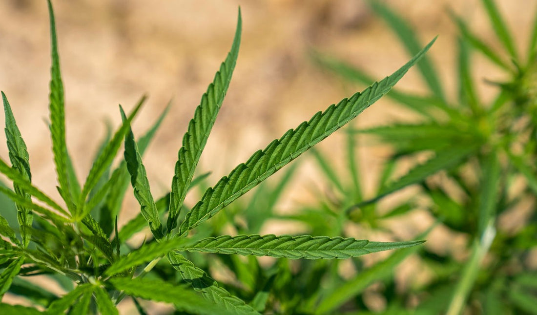 Cannabis Phosphormangel erkennen, behandeln und vorbeugen
