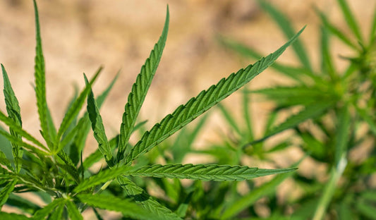 Cannabis Phosphormangel erkennen, behandeln und vorbeugen