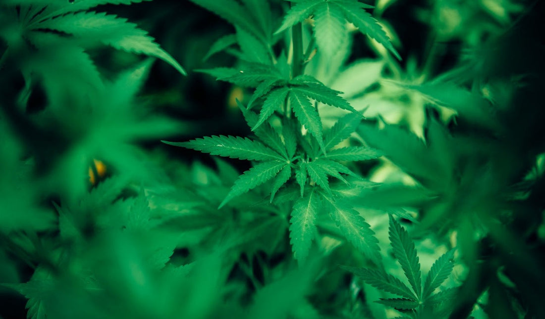 Wie du einen Cannabis Stickstoffmangel rechtzeitig erkennen und beseitigen kannst