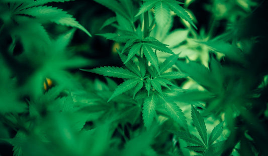 Wie du einen Cannabis Stickstoffmangel rechtzeitig erkennen und beseitigen kannst