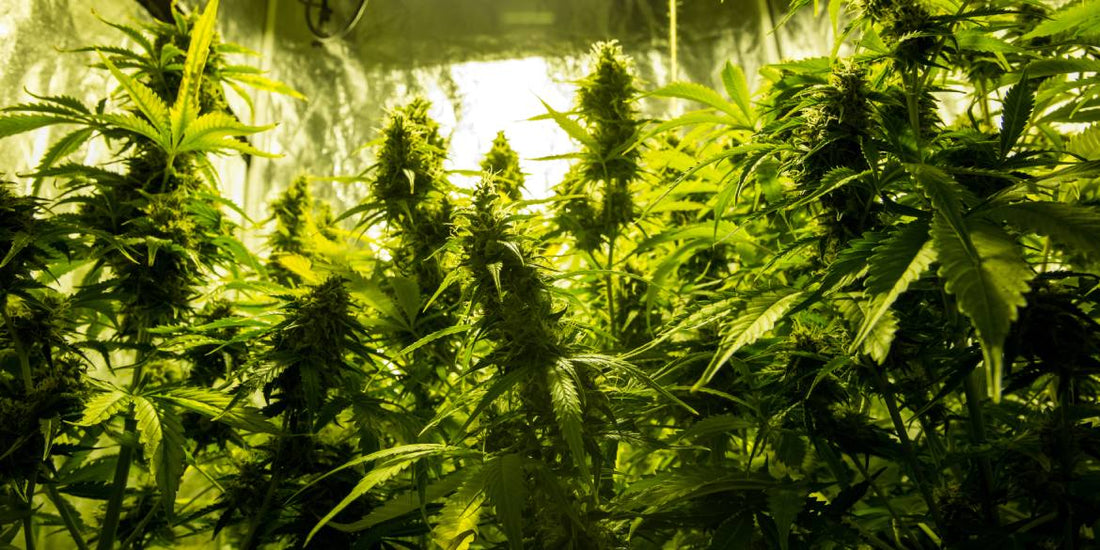 Cannabis Temperatur