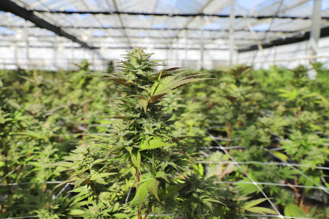 Cannabis entlauben: So kriegst du große, harzige Buds