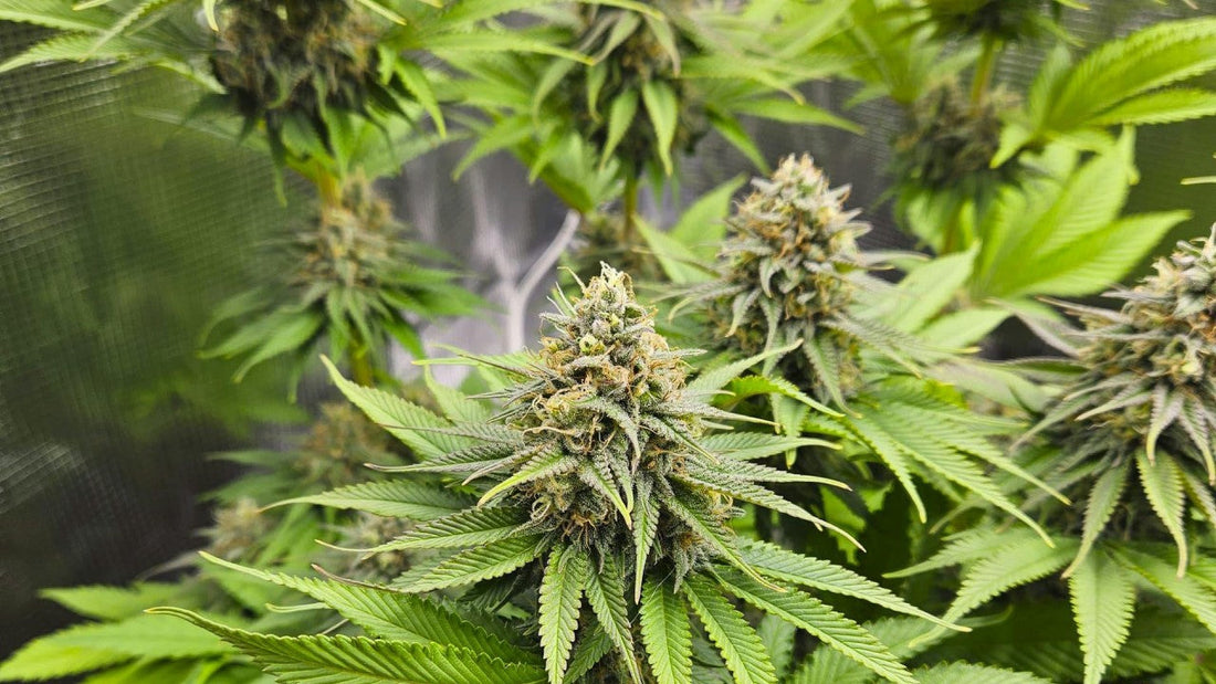 Cannabis Lollipopping und wie du dadurch dicke Buds erhältst