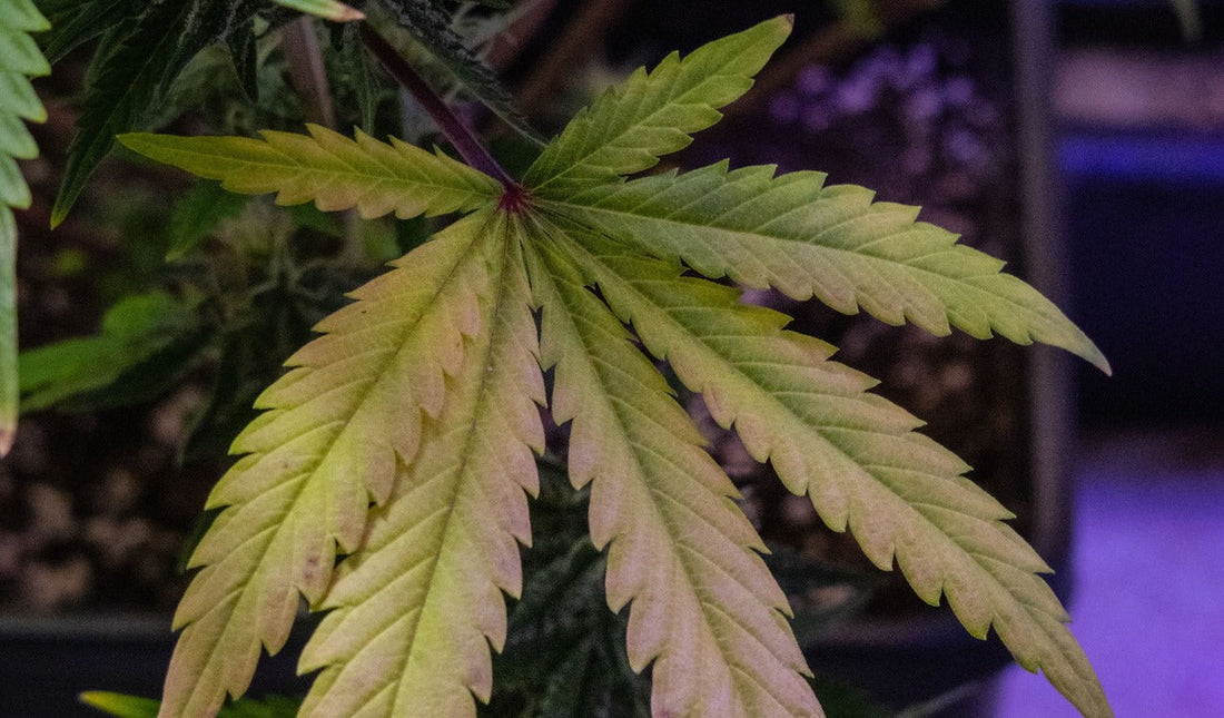 Cannabispflanze: Gelbe Blätter erkennen und behandeln