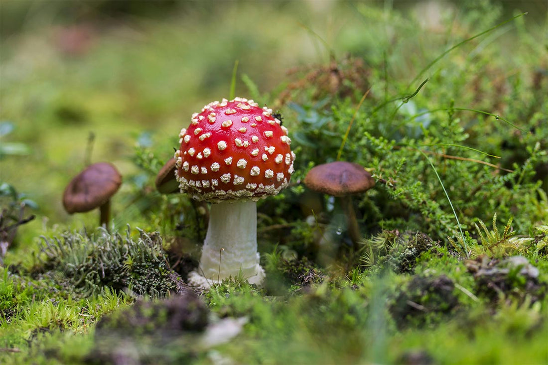 Fliegenpilz Wirkung: Mythen und Fakten