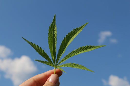 Cannabis Anbau: Anleitung für Anfänger