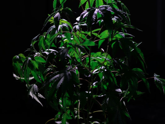 Cannabis Schimmel: Wie du ihn erkennen und vermeiden kannst