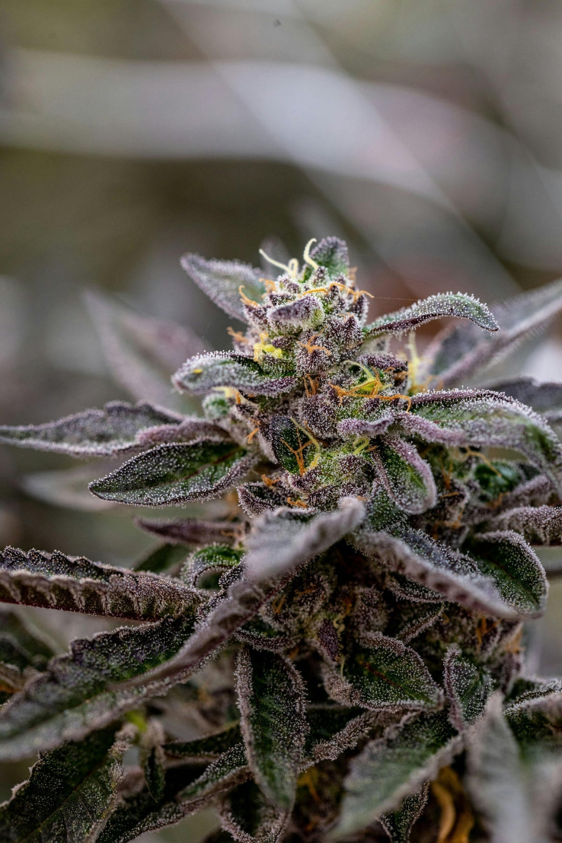 Cannabisblüten Schimmel entfernen: Geht das überhaupt?