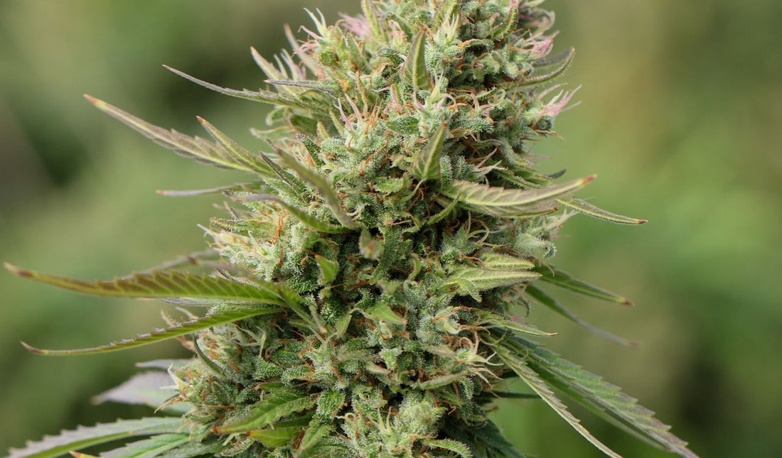 Pineapple Express Wirkung: fruchtiger Sativa-Hybrid