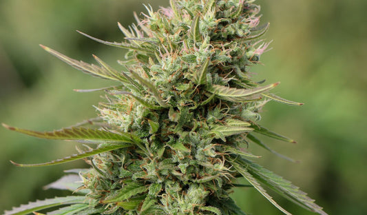 Pineapple Express Wirkung: fruchtiger Sativa-Hybrid