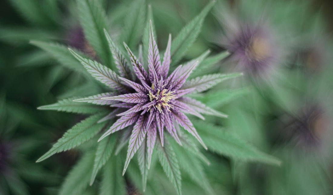 Purple Punch Wirkung: Genetik, Aroma und Effekte im Überblick