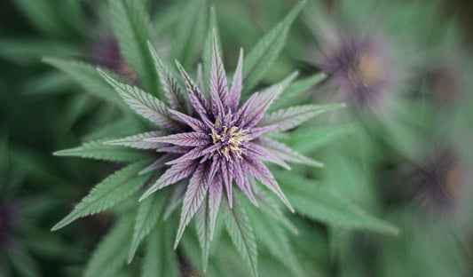 Purple Punch Wirkung: Genetik, Aroma und Effekte im Überblick