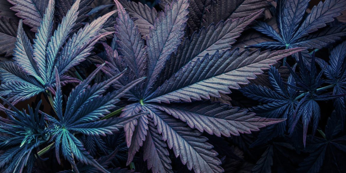 Ist Cannabis einfrieren sinnvoll oder schädlich?