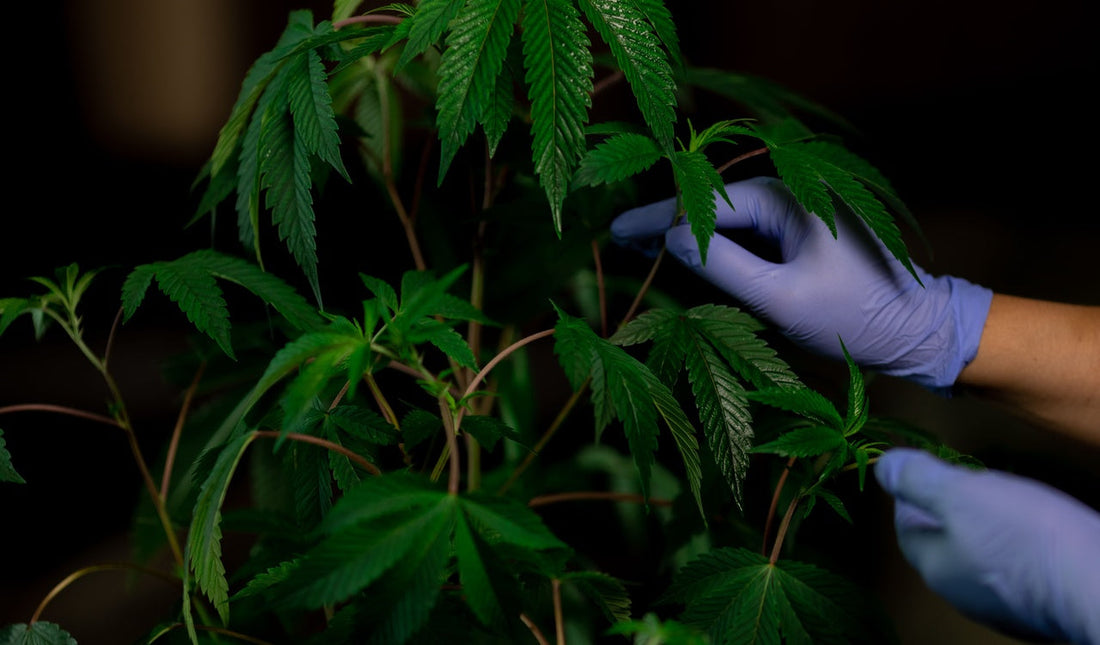 Supercropping bei Cannabis: Mehr Ertrag durch gezielten Stress