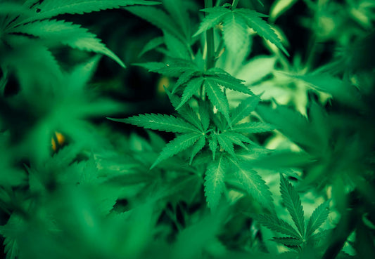 Welche Erde ist für Cannabispflanzen die beste?