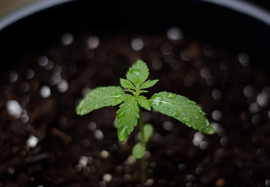 Cannabis Samen keimen lassen