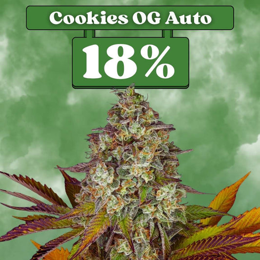 Cookies OG - Autoflower 🌱