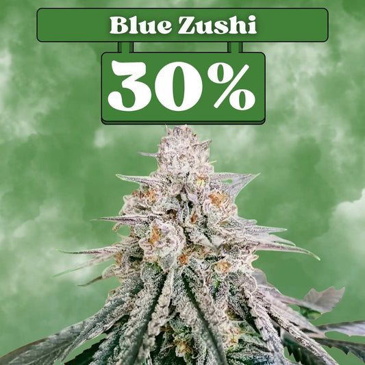 Cali Blue Zushi - Feminisiert 🌱