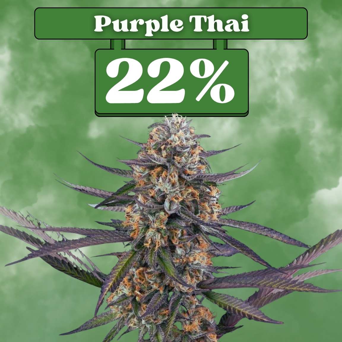 Purple Thai - Feminisiert (22% THC) 🌱