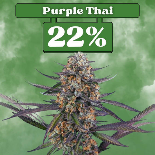 Purple Thai - Feminisiert (22% THC) 🌱