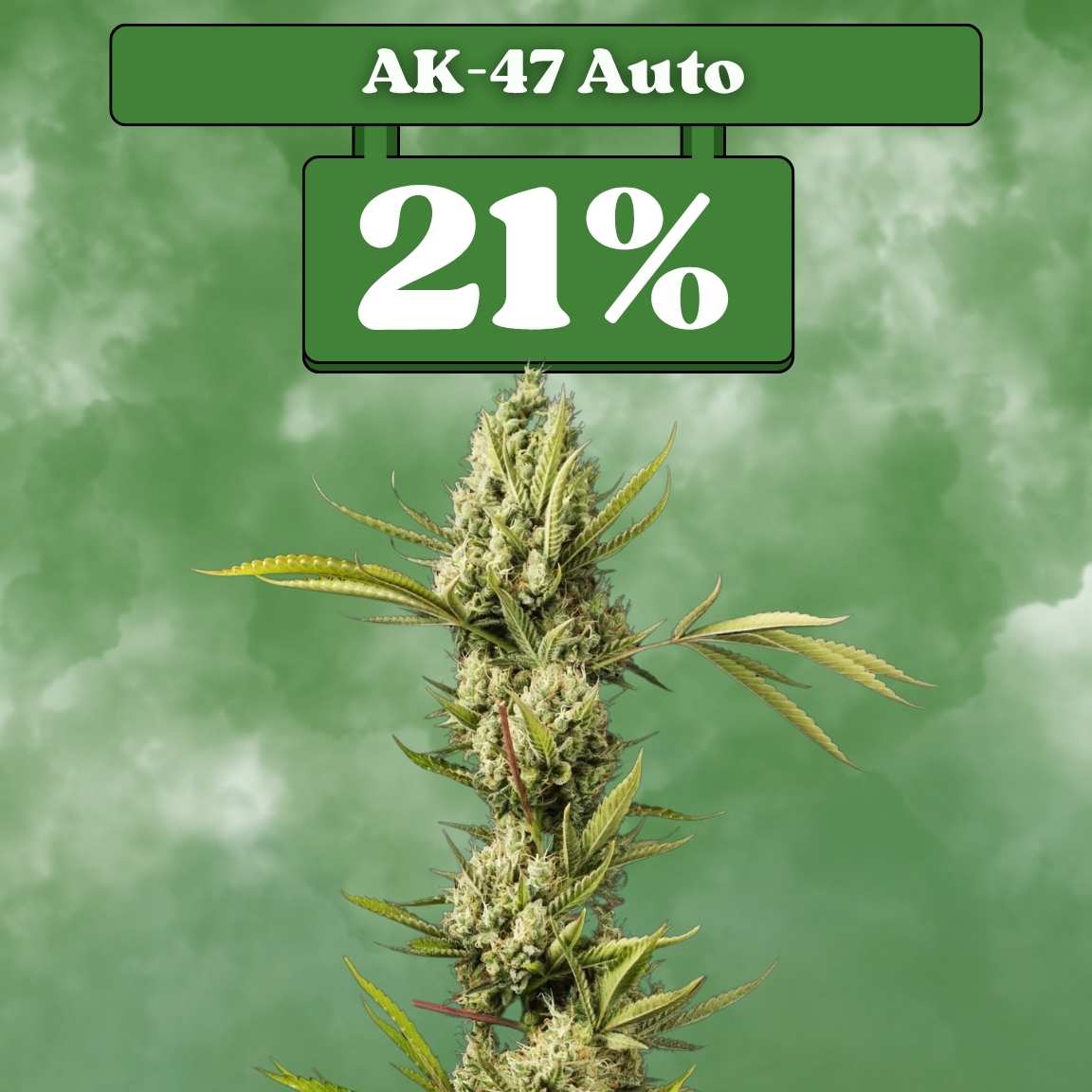 Ak-47 Autoflower Seeds (21% THC) 🌱