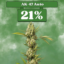 Ak-47 Autoflower Seeds (21% THC) 🌱