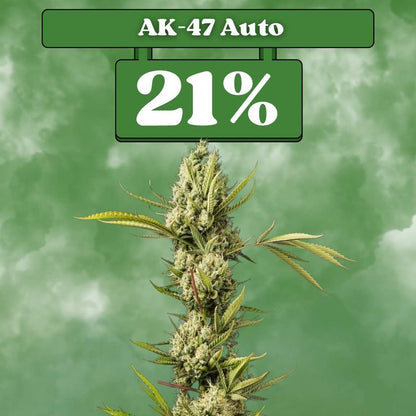 Ak-47 Autoflower Seeds (21% THC) 🌱