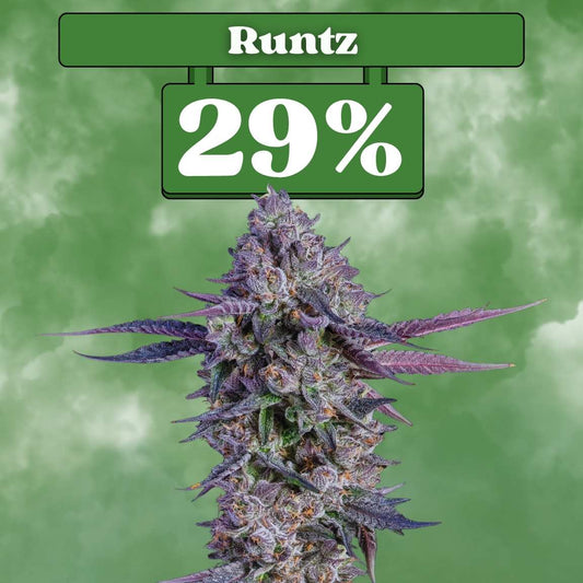 Cali Runtz - Feminisiert (29% THC) 🌱