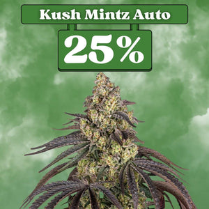 Cali Kush Mintz - Autoflower (25% THC) 🌱