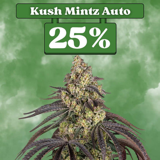 Cali Kush Mintz - Autoflower (25% THC) 🌱