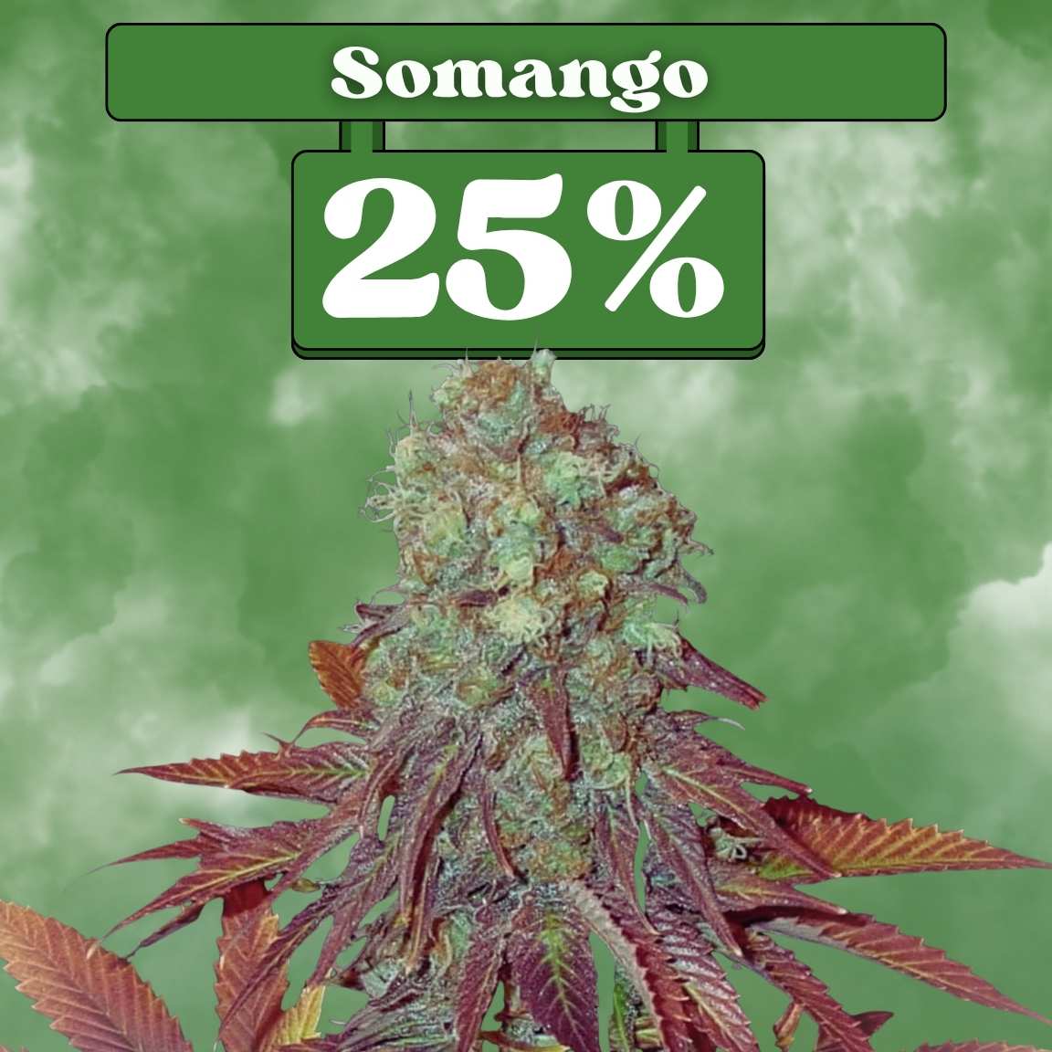 Somango - Feminisiert 🌱