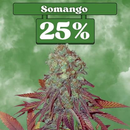 Somango - Feminisiert 🌱