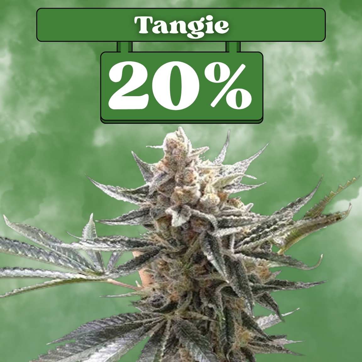 Tangie - Feminisiert (20% THC) 🌱