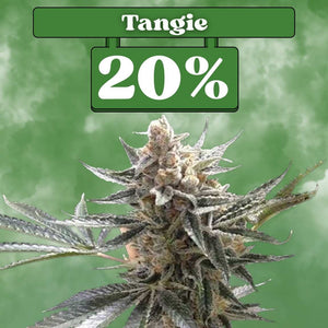 Tangie - Feminisiert (20% THC) 🌱