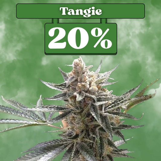 Tangie - Feminisiert (20% THC) 🌱