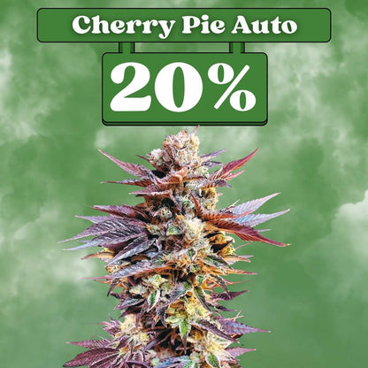 Cherry Pie - Autoflowering (20% THC) 🌱