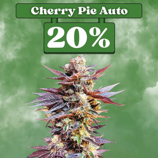 Cherry Pie - Autoflowering (20% THC) 🌱