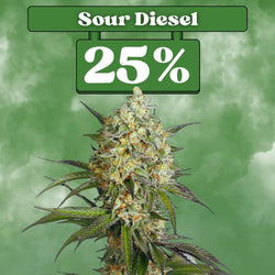 Sour Diesel - Feminisiert 🌱