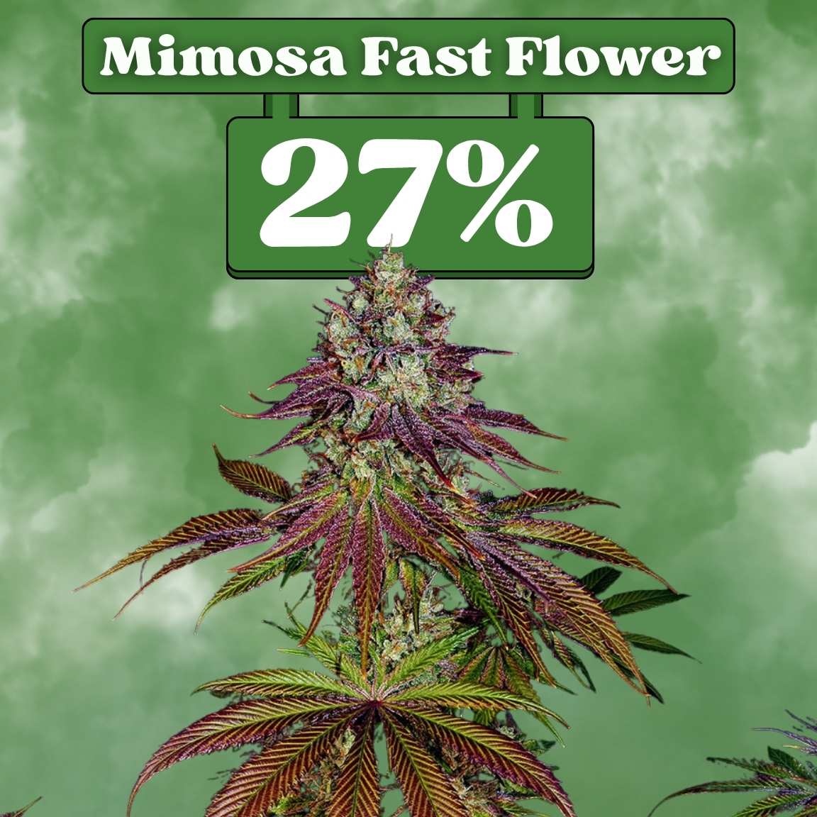 Cali Mimosa Fast Flowering (27% THC) 🌱