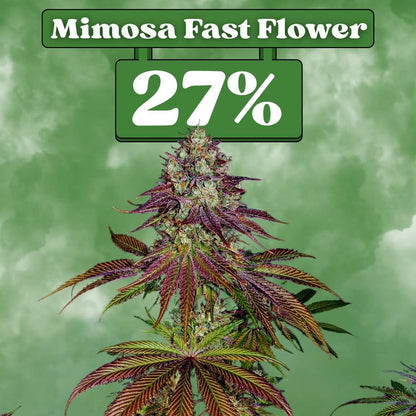 Cali Mimosa Fast Flowering (27% THC) 🌱