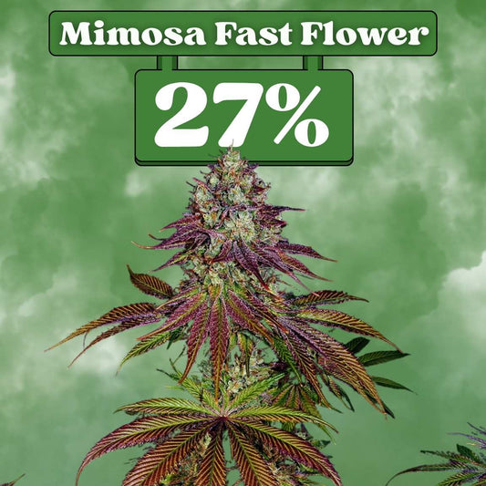 Cali Mimosa Fast Flowering (27% THC) 🌱