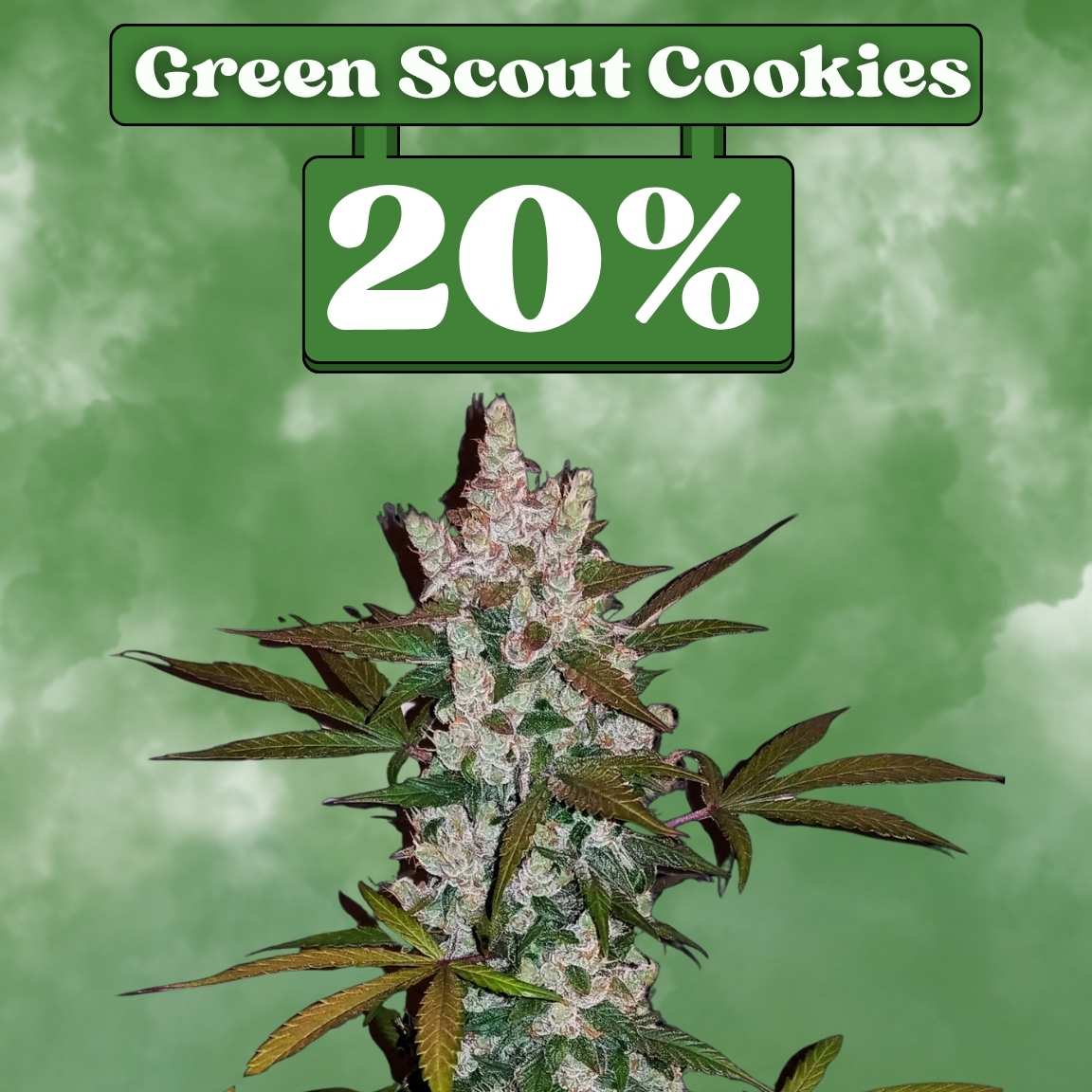Green Scout Cookies Samen - Feminisiert (20% THC) 🌱