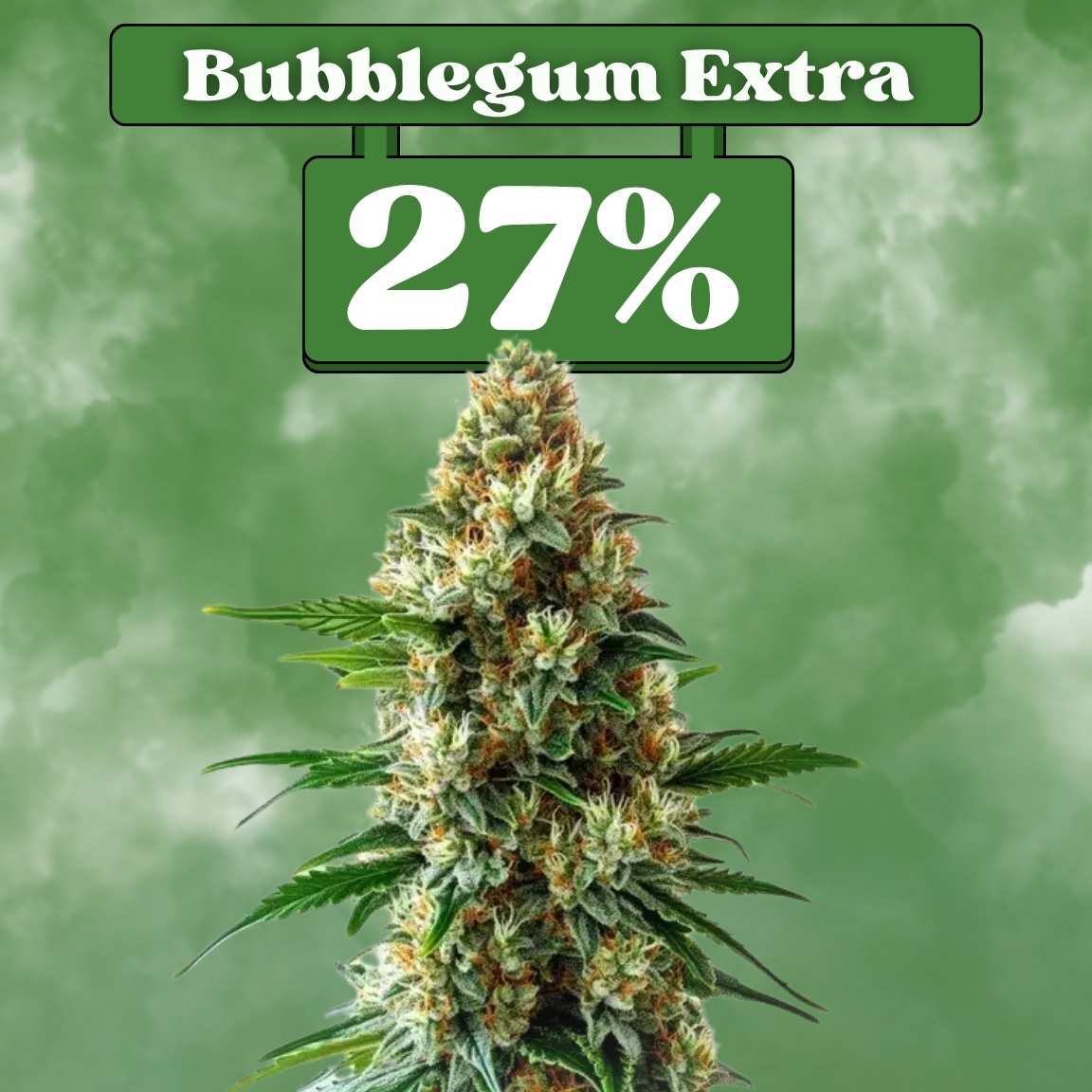 Bubblegum Extra Samen - Feminisiert (27% THC) 🌱