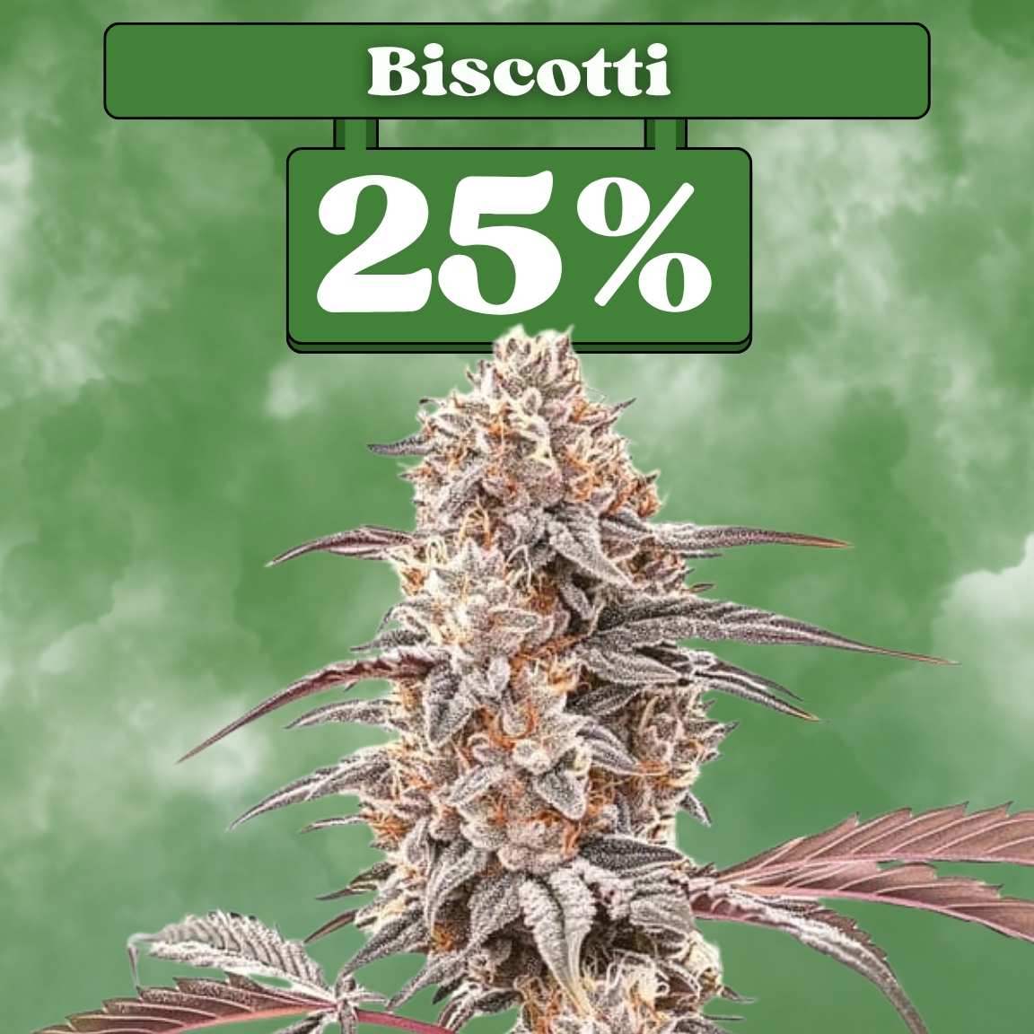 Biscotti Samen - Feminisiert  (25% THC) 🌱