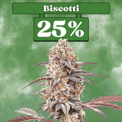 Biscotti Samen - Feminisiert  (25% THC) 🌱