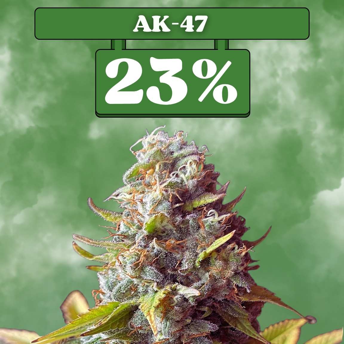 Ak-47 - Feminisiert 🌱